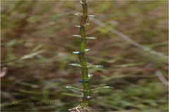Lindernia hyssopoides